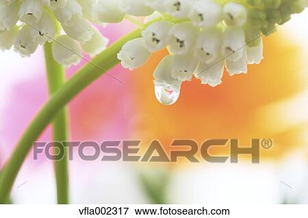 Water droplets on Muscari View Large Photo Image Stock Photo - Water droplets on Muscari. Fotosearch