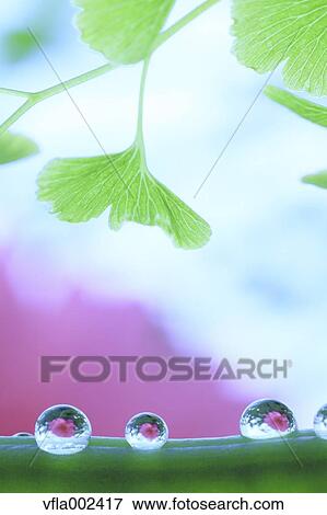 Water droplets on pea View Large Photo Image Stock Photo - Water droplets on pea. Fotosearch