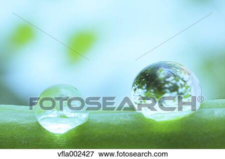 Water droplets on pea View Large Photo Image Stock Photo - Water droplets on pea. Fotosearch