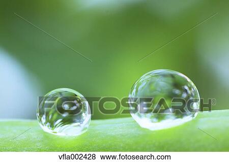 Water droplets on pea View Large Photo Image Stock Photo - Water droplets on pea. Fotosearch