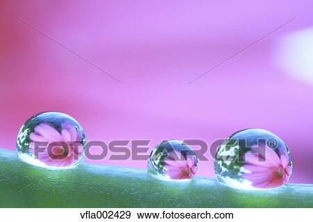 Water droplets on pea View Large Photo Image Stock Photo - Water droplets on pea. Fotosearch