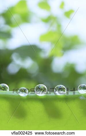 Water droplets on pea View Large Photo Image Stock Photography - Water droplets on pea. Fotosearch