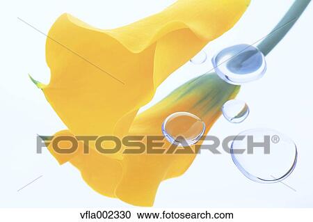 Stock Image - Water drops and yellow flower. Fotosearch