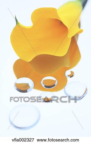 Water drops and yellow flower View Large Photo Image Stock Photo - Water drops and yellow flower. Fotosearch