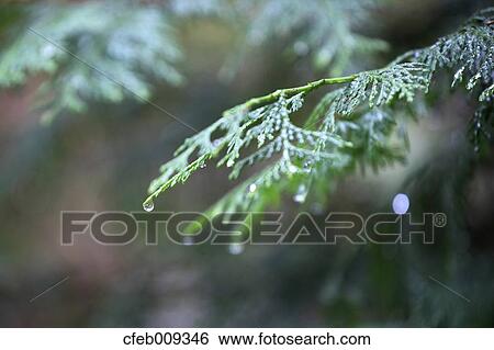 Water drops on cypress leaves View Large Photo Image Stock Photograph - Water drops on cypress leaves. Fotosearch