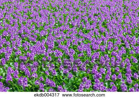 Water hyacinth field at Suijo park, Saitama Prefecture View Large Photo Image Stock Photo - Water hyacinth field at Suijo park, Saitama Prefecture. Fotosearch