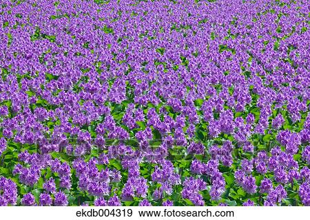 Water hyacinth field at Suijo park, Saitama Prefecture View Large Photo Image Stock Photo - Water hyacinth field at Suijo park, Saitama Prefecture. Fotosearch
