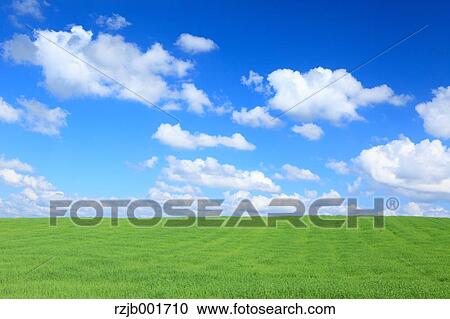Wheat field and clouds, Hokkaido View Large Photo Image Stock Image - Wheat field and clouds, Hokkaido. Fotosearch