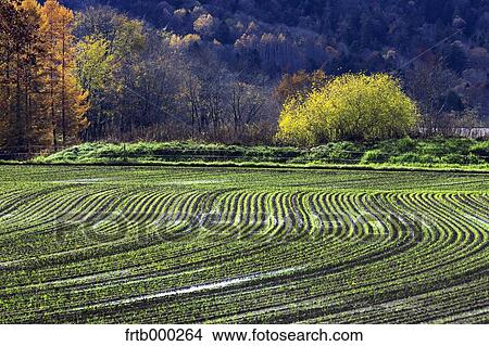 Wheat field and trees, Hokkaido View Large Photo Image Picture - Wheat field and trees, Hokkaido. Fotosearch
