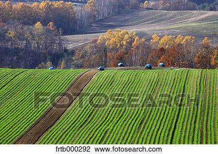 Stock Image - Wheat field and trees, Hokkaido. Fotosearch