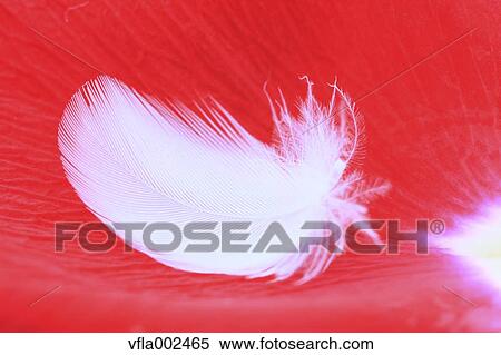 White feather View Large Photo Image Stock Photography - White feather. Fotosearch