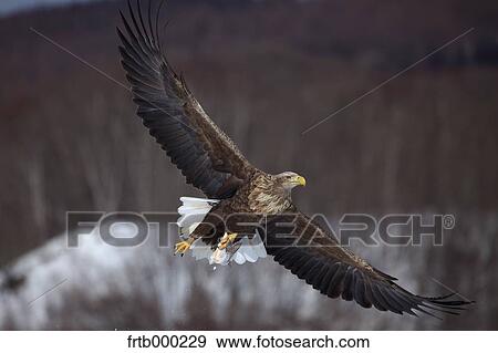 White-tailed sea eagle, Hokkaido View Large Photo Image Stock Photo - White-tailed sea eagle, Hokkaido. Fotosearch