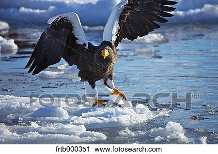 Stock Image - White-tailed sea eagle on snow, Hokkaido. Fotosearch