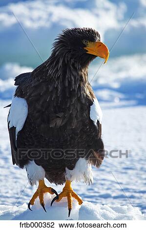 White-tailed sea eagle on snow, Hokkaido View Large Photo Image Stock Image - White-tailed sea eagle on snow, Hokkaido. Fotosearch