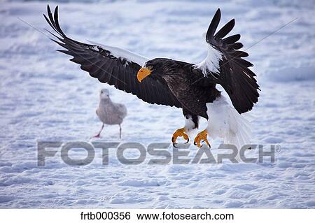 Stock Photograph - White-tailed sea eagle on snow, Hokkaido. Fotosearch