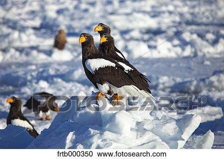 White-tailed sea eagles on snow, Hokkaido View Large Photo Image Stock Image - White-tailed sea eagles on snow, Hokkaido. Fotosearch