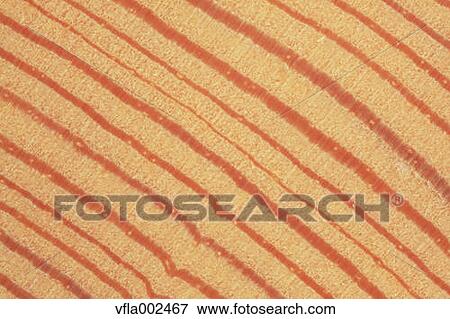 Wood grain View Large Photo Image Stock Photo - Wood grain. Fotosearch