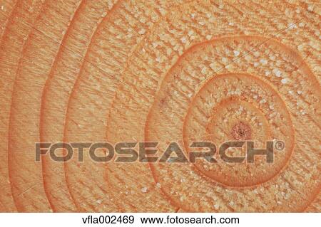 Wood grain View Large Photo Image Stock Photo - Wood grain. Fotosearch