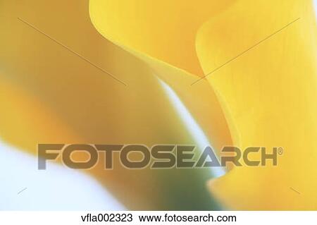 Yellow flower View Large Photo Image Stock Image - Yellow flower. Fotosearch