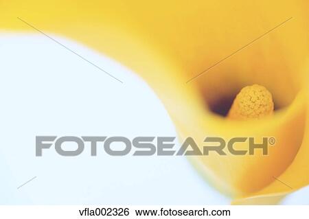 Yellow flower View Large Photo Image Stock Photograph - Yellow flower. Fotosearch