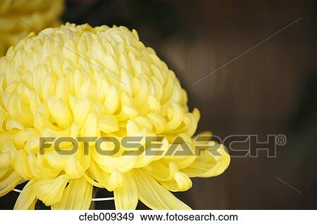 Stock Photo - Yellow mum. Fotosearch