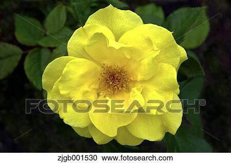 Stock Image - Yellow rose. Fotosearch