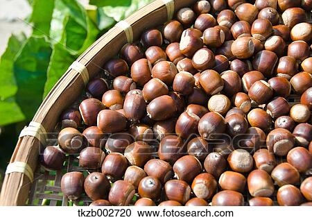Acorns View Large Photo Image Stock Image - Acorns. Fotosearch