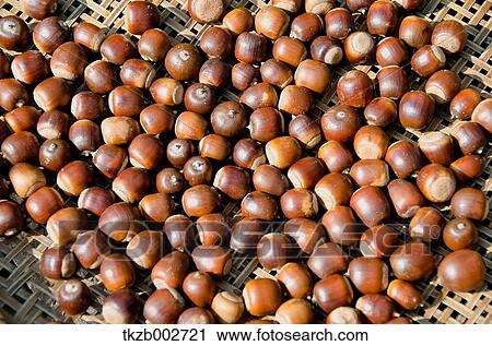 Acorns View Large Photo Image Stock Image - Acorns. Fotosearch