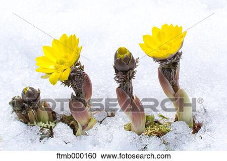 Adonis in the snow View Large Photo Image Stock Image - Adonis in the snow. Fotosearch