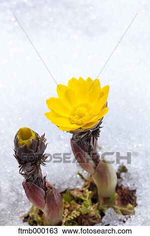 Adonis in the snow View Large Photo Image Stock Image - Adonis in the snow. Fotosearch