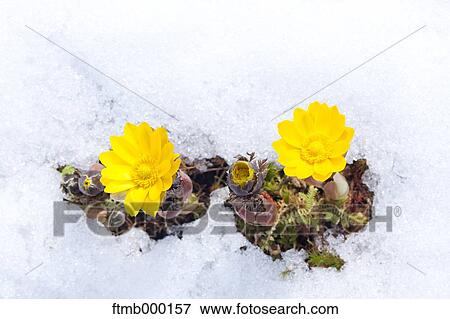 Adonis in the snow View Large Photo Image Stock Photo - Adonis in the snow. Fotosearch