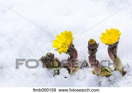 Adonis in the snow View Large Photo Image Stock Photo - Adonis in the snow. Fotosearch