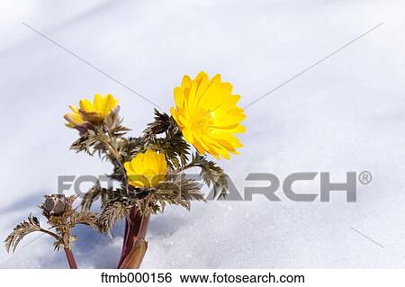 Adonis in the snow View Large Photo Image Stock Photograph - Adonis in the snow. Fotosearch