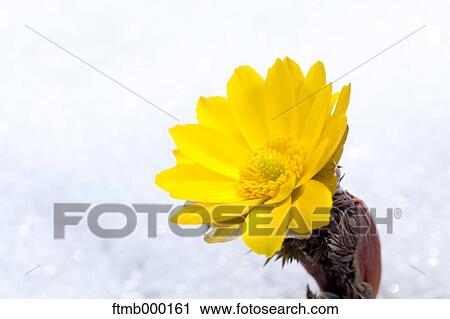 Adonis View Large Photo Image Stock Image - Adonis. Fotosearch
