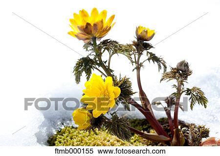 Adonis View Large Photo Image Stock Photography - Adonis. Fotosearch