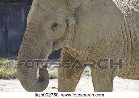 Stock Image - African elephant. Fotosearch