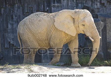 African elephant View Large Photo Image Stock Photo - African elephant. Fotosearch