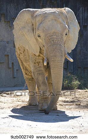 African elephant View Large Photo Image Stock Photo - African elephant. Fotosearch
