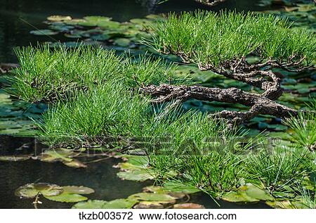 Stock Image - Aichi Prefecture, Japan. Fotosearch