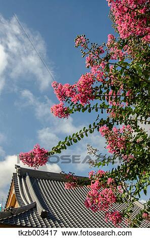 Stock Photo - Aichi Prefecture, Japan. Fotosearch