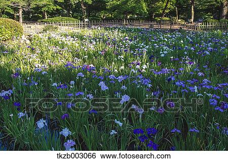 Aichi Prefecture, Japan View Large Photo Image Stock Photograph - Aichi Prefecture, Japan. Fotosearch
