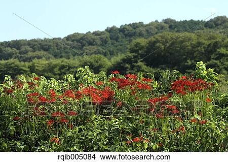 Picture - Amaryllidaceae. Fotosearch