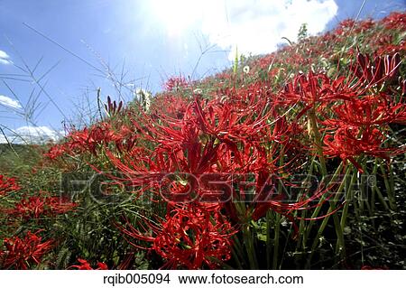Amaryllidaceae View Large Photo Image Picture - Amaryllidaceae. Fotosearch