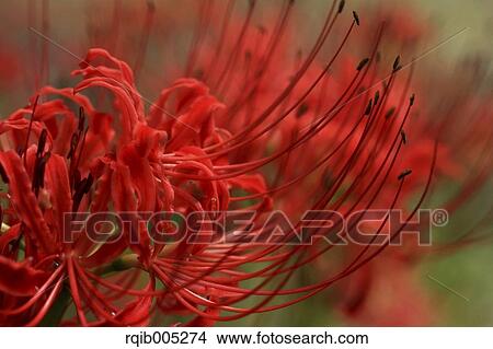 Picture - Amaryllidaceae. Fotosearch