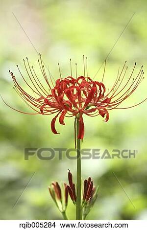 Picture - Amaryllidaceae. Fotosearch
