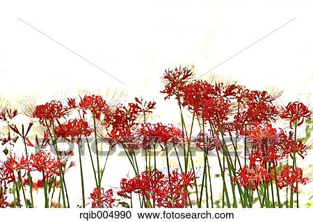 Amaryllidaceae View Large Photo Image Stock Image - Amaryllidaceae. Fotosearch