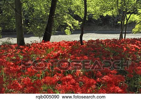 Stock Image - Amaryllidaceae. Fotosearch