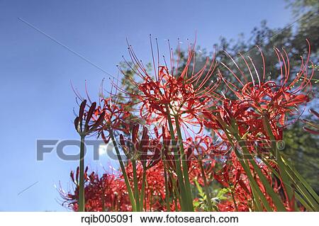 Stock Image - Amaryllidaceae. Fotosearch