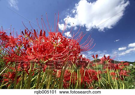 Stock Image - Amaryllidaceae. Fotosearch