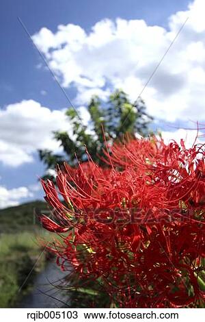 Stock Image - Amaryllidaceae. Fotosearch